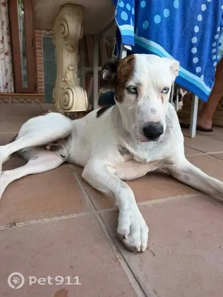 Perdido perro macho, Dúrcal, Granada - ojos azules y grapa en el hocico - photo