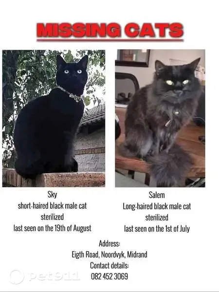 Lost cat, Midrand, Gauteng, Johannesburg - male, sterilized black cats - photo