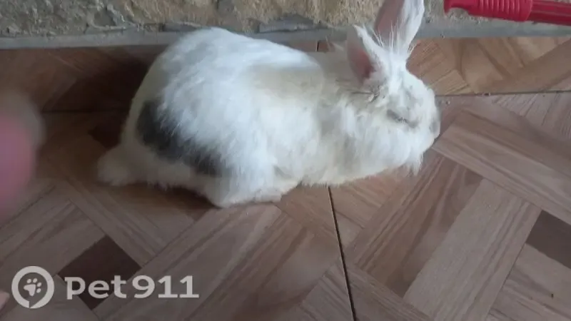 Perdido coelho macho, Novo Gama, Goiás - branco com uma mancha cinza na lateral - photo