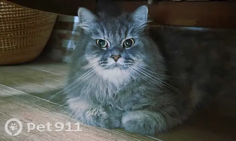Perdido gato hembra, Calle Mar del Norte, 7, Roquetas de Mar - persa gris y muy tímida - photo