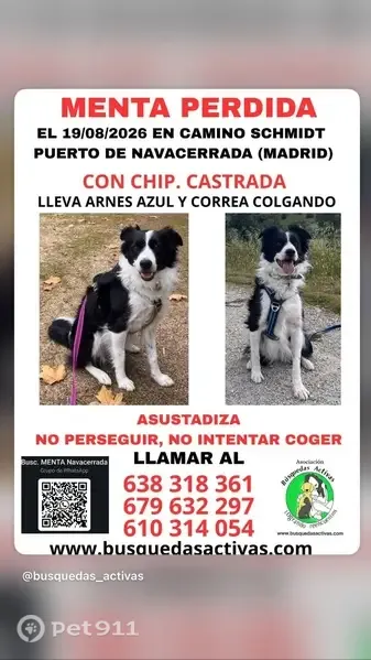Perdido perro hembra, La Pradera de Navalhorno, Collado-Villalba - Border Collie con collar, arnés y correa - photo