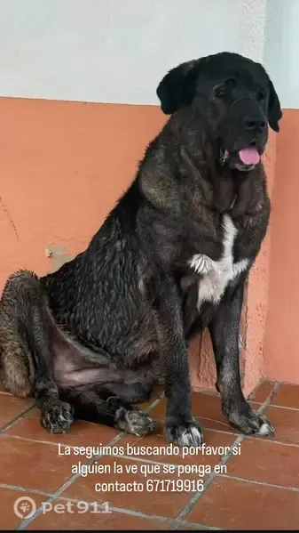 Perdido perro hembra, Plaça Marjal la 02, 2S, Ibi - asustadiza al principio, muy dócil y cariñosa - photo