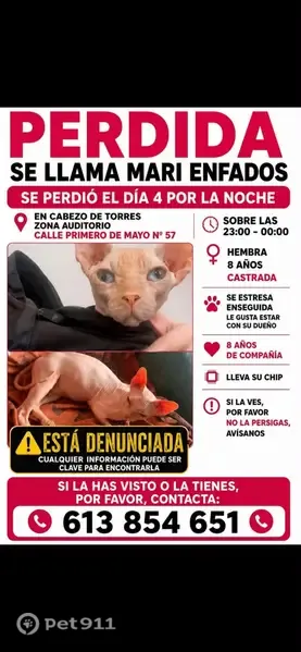 Perdido gato hembra, Calle Primero de Mayo, 55, Murcia - sin pelo y castrada - photo