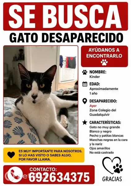 Perdido gato macho, Avenida Constitución, Mairena del Aljarafe - blanco y negro, muy sociable - photo