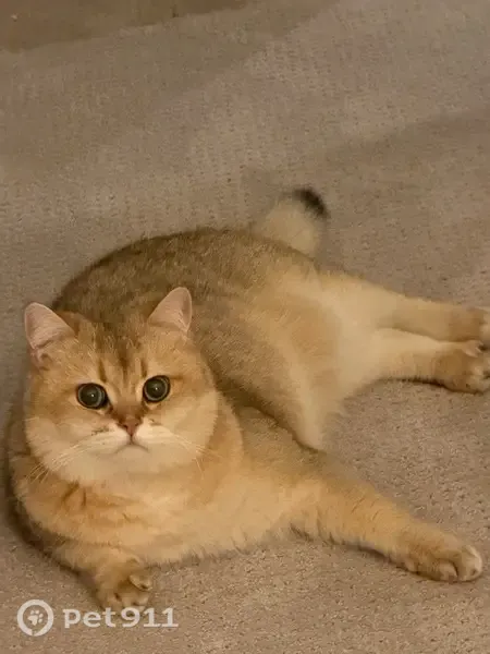 Lost cat, Southeast 45th Lane, 12985, Bellevue, Seattle — male, golden British shorthair - photo