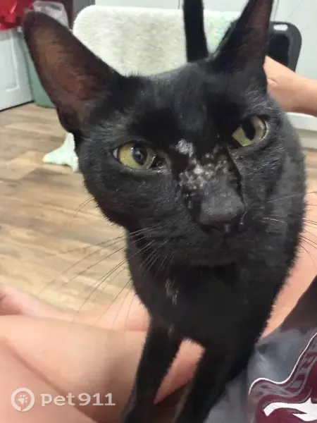 Found cat, Carol Drive, Delaware, Hockessin — small young female, green eyes - photo