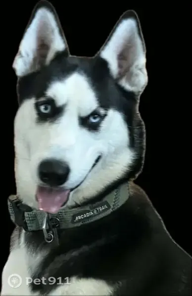 Lost dog, Scalero Circle, Anchorage - black and white, black circle around the eyes - photo