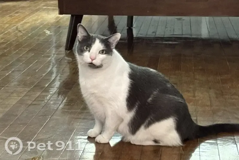 Lost cat, South Albany Avenue, 6135, Chicago - gray and white, chubby, short hair - photo