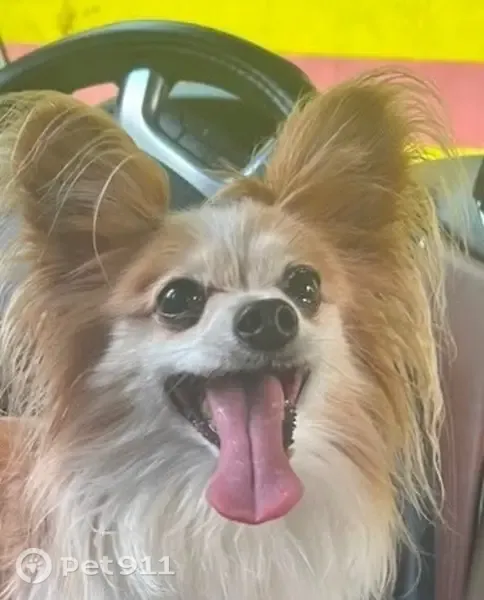 Lost dog, Grande Court, 2002, Kissimmee — small white and tan Papillon - photo