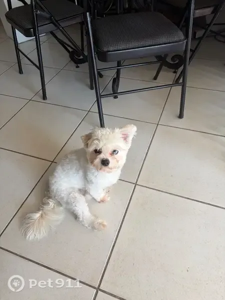 Lost dog, Southwest 134th Avenue, Miami - white, blue eye, hard of hearing - photo