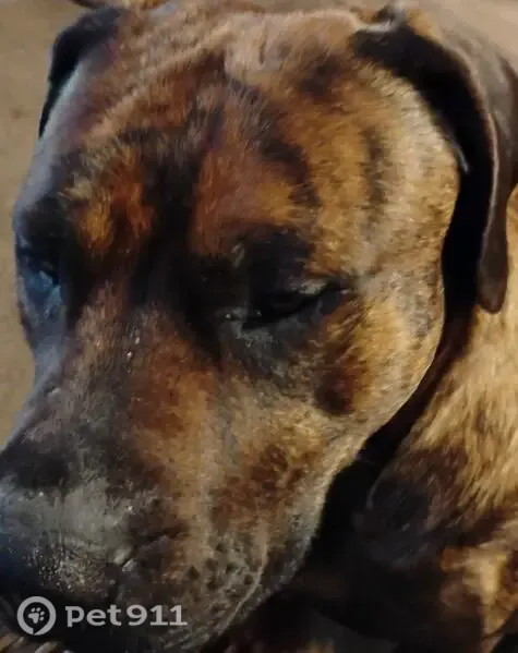 Lost dog, Mallard Road, 13433, Mission Creek Township, Brook Park - male, copper brindle, limping - photo