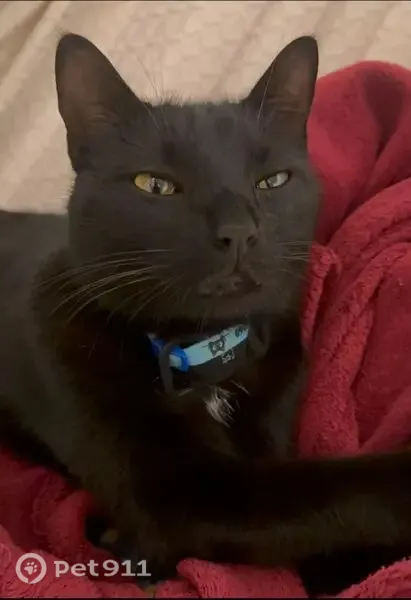 Perdido gato macho em Sobral - CE, Brasil — gordinho, com ponta do rabo dobradinha - photo