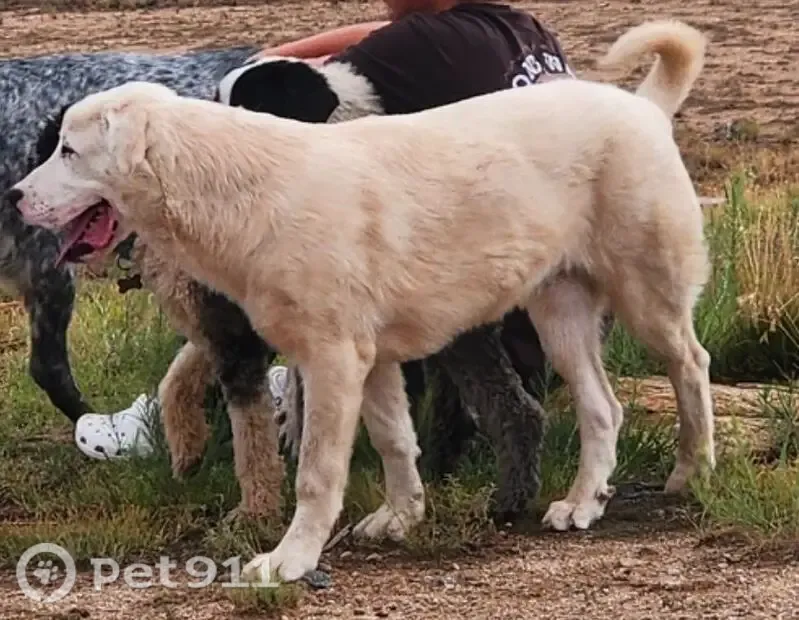 Lost dog, 7 Bar Trail, 948, Chino Valley - male, pure white, shy but very friendly - photo