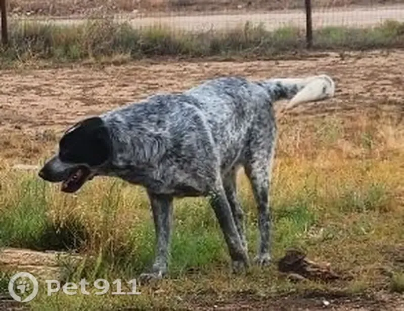 Lost dog, 7 Bar Trail, 948, Chino Valley - female, large gray dog with white spots - photo