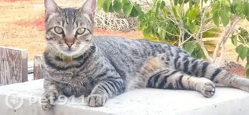 Perdido gato hembra, Calle Hipico del Sur, 144, Arona - gris atigrada con collar amarillo gastado - photo