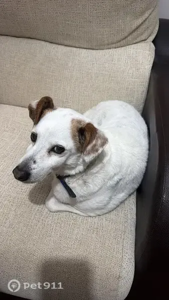 Perdido perro macho, Calle Cuevas de Altamira, 3T, Sanlúcar de Barrameda — bodeguero blanco de 12 años - photo