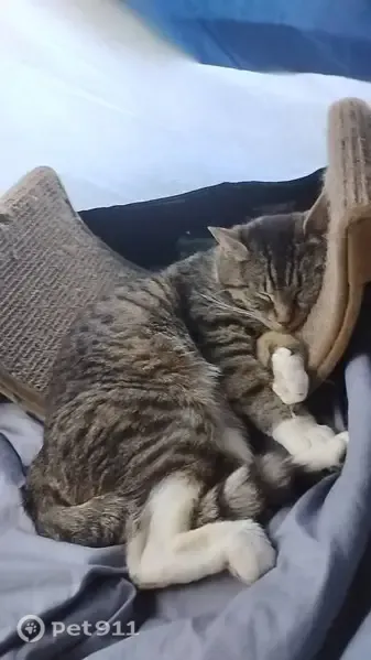 Lost cat, Centennial Loop, 86, Eugene — female brown and white tabby with reflective light green collar - photo
