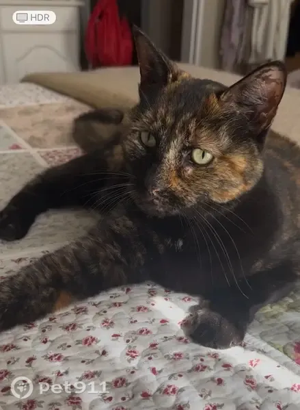 Lost cat, Baobab Street, 17-3, Centurion - tortoiseshell female - photo