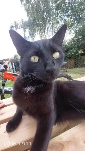 Lost cat, Kearsley Drive, Horwich — neutered male, chipped - photo