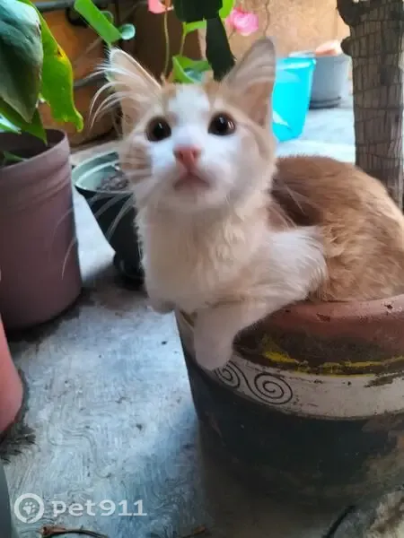 Perdido gato masculino, Villa Ballester, 152, Ciudad de México - pelaje blanco y naranja - photo