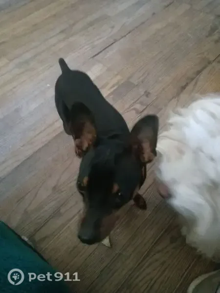 Lost dog, Arleta Avenue, 10942, Los Angeles - male, neutered, Miniature Pincher - photo