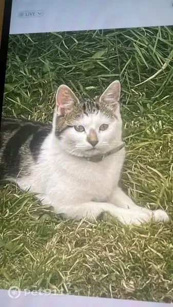 Lost cat, Kingsdown Drive, Bolton — white-grey on body, usually stays nearby - photo