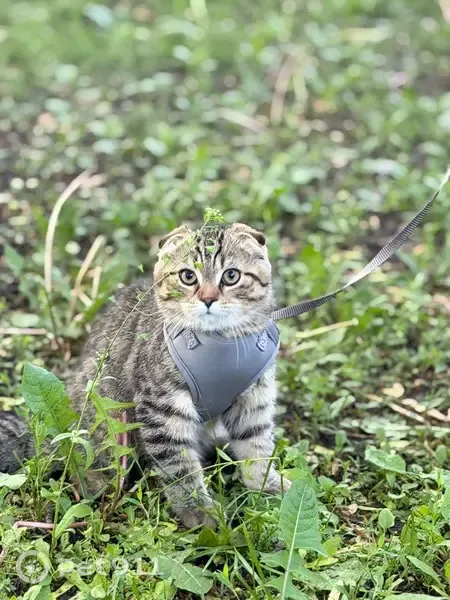 Lost cat, North Drake Avenue, 4517, Chicago - photo