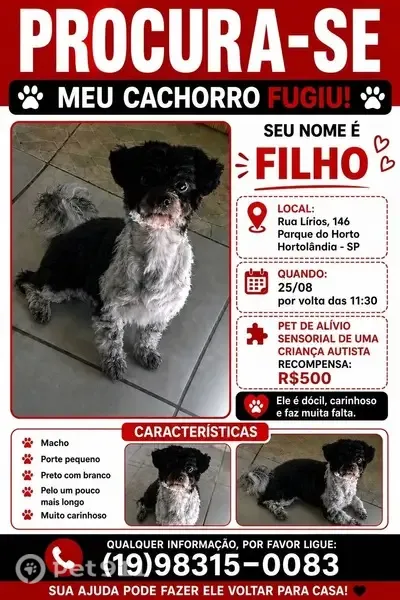 Perdido cachorro macho em Hortolândia, São Paulo - porte pequeno, preto e branco - photo