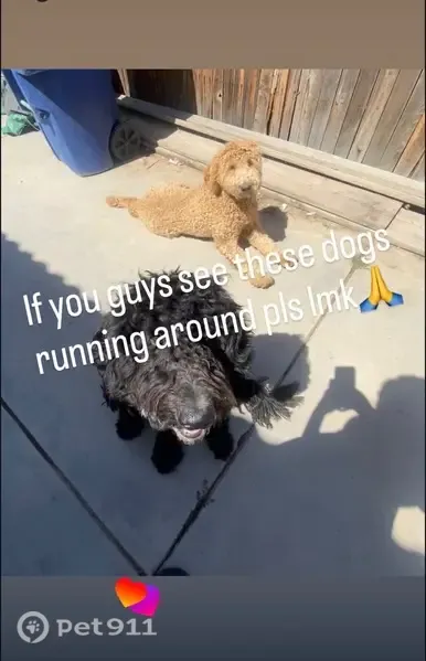 Lost dog, Akers Road, 8515, Bakersfield - friendly, kind - photo