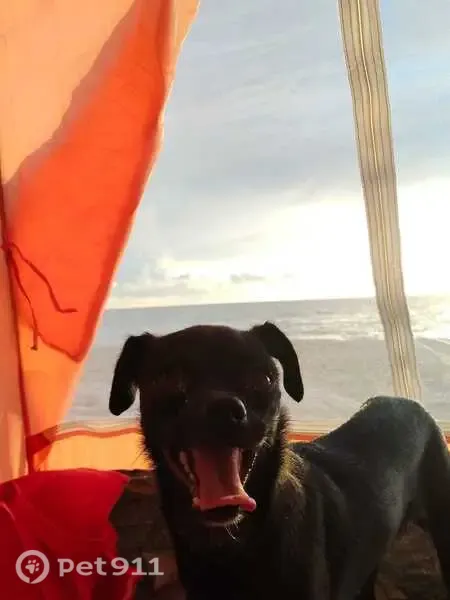 Perdido perro hembra, Playa del Carmen, Quintana Roo - mancha blanca en el pechito - photo