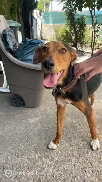 Encontrado perro hembra en Vistabella del Maestrazgo, Castello de la Plana - lleva collar y no tiene chip - photo
