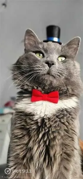 Perdido gato macho, Calle Caridad, Molina de Segura - gris, patas blancas y cuello blanco - photo