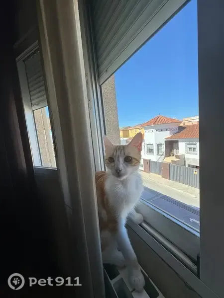 Perdido gato hembra, Calle los López, 32, Casas Bajas, Granada - cola doblada y color amarillo con blanco - photo