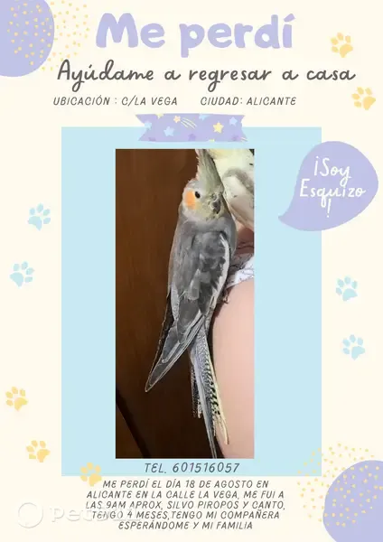 Perdida ave hembra, Carrer de la Vega, 44, Alicante - canta mucho y tiene anilla 6.5 - photo