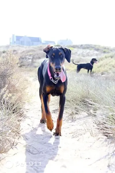 Lost dog, Bergpypie, 16, Paarl, Paarl - female, hurt, pink collar - photo