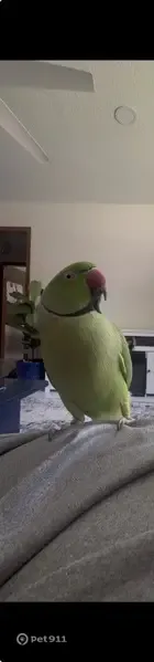 Lost bird, East 63 Terrace, 10201, Raytown — male, super friendly - photo