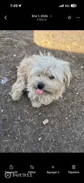 Lost dog, Morocco Road, 10265, Houston - male - photo