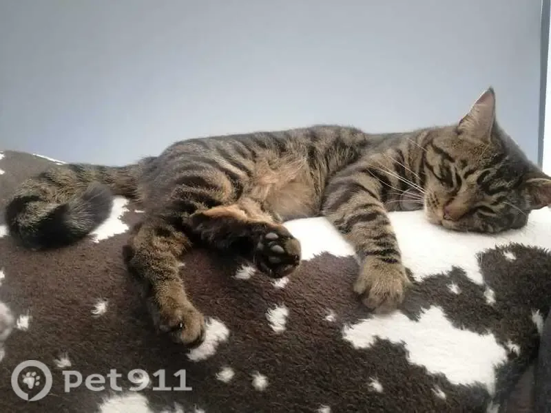 Lost cat, Greybe Street, 58, New Modder — very friendly - photo