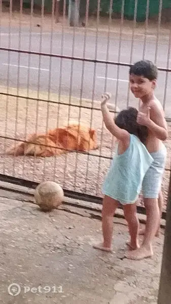 Perdido cachorro macho, Rua das Perdizes, Sinop - caramelo - photo