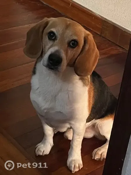 Perdido perro macho, Calle Castilla, 19, Santander - con una pequeña mancha blanca en la cabeza - photo