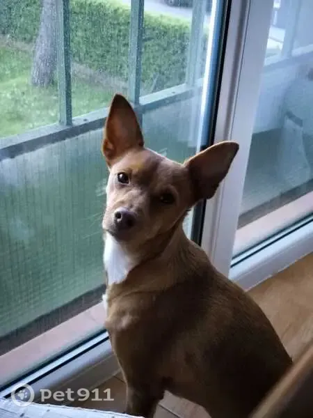 Perdido perro hembra, Avenida Juan Carlos I, 46, Collado Villalba - podenco canela con pecho blanco - photo