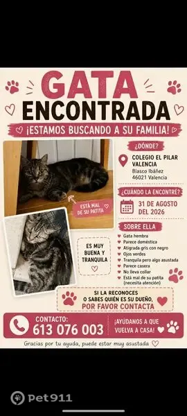 Encontrado gato hembra, Avinguda de Blasco Ibáñez, Valencia - gris atigrada y esterilizada - photo