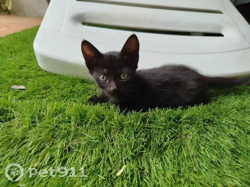 Perdido gato hembra, Calle Santa María de Alarcos, 5, Ciudad Real — gatita negra de 1 mes y medio - photo