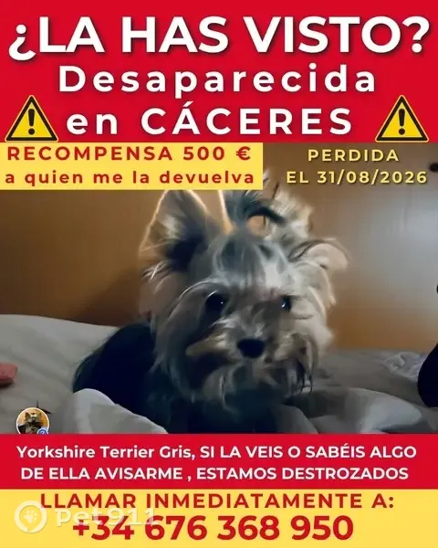 Perdido perro hembra, Toledo - yorkie gris de 1 kg - photo