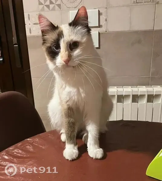 Perdido gato hembra, Calle el Bosque, 41, Cobisa, Toledo - color crema con manchas marrones - photo