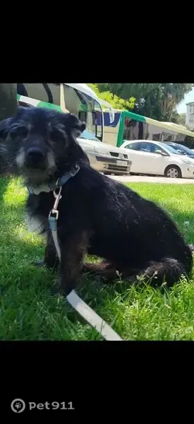 Perdido perro macho, Barriada la Paz, 71, San Roque - negro fuego, con chip - photo
