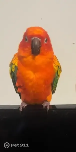 Lost bird, Valley Stream, New York, Manhattan - sun conures with a black beak - photo
