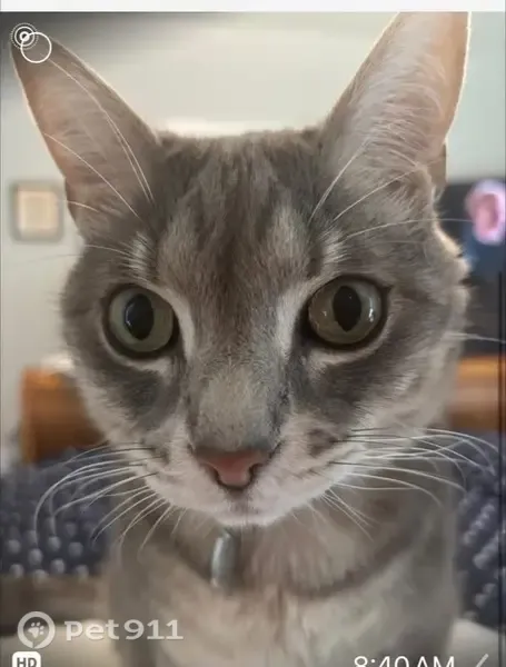 Lost cat, Vast View Way, 65, Franklinton — friendly indoors-only male tabby - photo