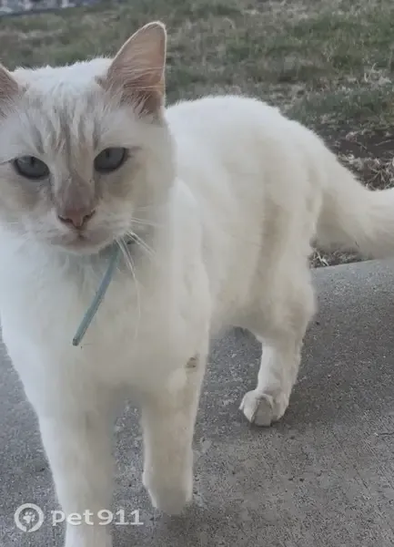 Lost cat, Cambria Court, 1200, Camarillo - male, cream/white body, blue eyes - photo