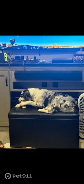 Lost dog, South Choctaw Avenue, 2121, El Reno, Tulsa - female, merle Aussie, two different colored eyes - photo